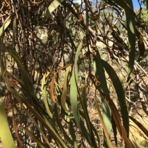 Amyema pendula subsp. pendula at Googong, NSW - 24 Feb 2018