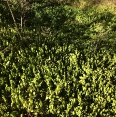 Vinca major (Blue Periwinkle) at QPRC LGA - 24 Feb 2018 by alex_watt