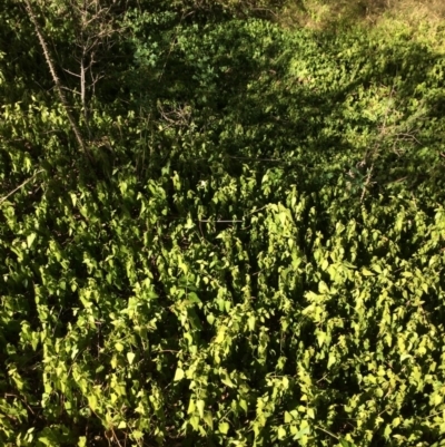 Vinca major (Blue Periwinkle) at QPRC LGA - 24 Feb 2018 by alex_watt