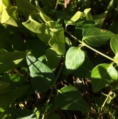 Vinca major at Googong, NSW - 24 Feb 2018 04:33 PM