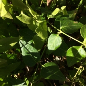 Vinca major at Googong, NSW - 24 Feb 2018 04:33 PM