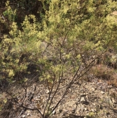 Cassinia quinquefaria (Rosemary Cassinia) at Googong, NSW - 24 Feb 2018 by alexwatt