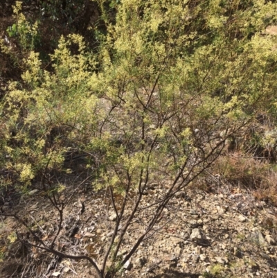 Cassinia quinquefaria (Rosemary Cassinia) at QPRC LGA - 24 Feb 2018 by alex_watt