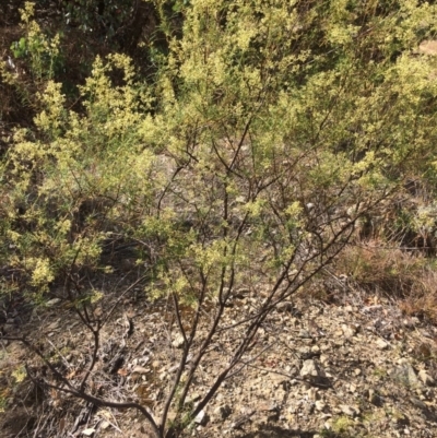 Cassinia quinquefaria (Rosemary Cassinia) at Googong, NSW - 24 Feb 2018 by alex_watt