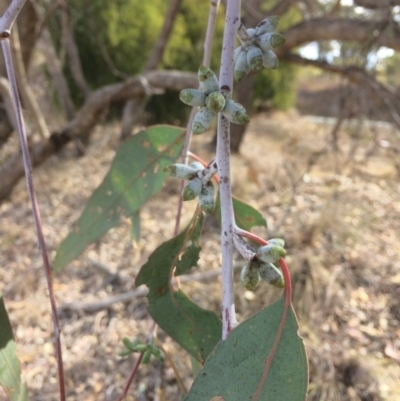 Eucalyptus nortonii (Large-flowered Bundy) at QPRC LGA - 24 Feb 2018 by alex_watt