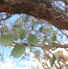 Eucalyptus nortonii at QPRC LGA - 24 Feb 2018 04:01 PM