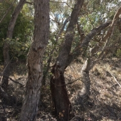 Eucalyptus nortonii at QPRC LGA - 24 Feb 2018