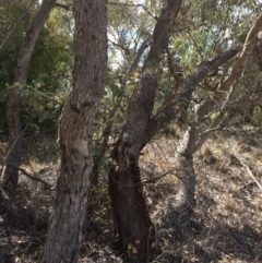 Eucalyptus nortonii at QPRC LGA - 24 Feb 2018 04:01 PM