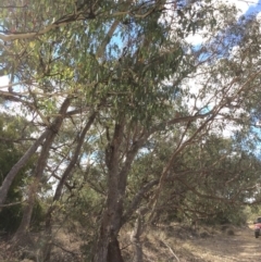 Eucalyptus nortonii at QPRC LGA - 24 Feb 2018 04:01 PM