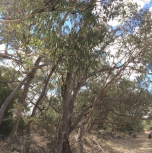Eucalyptus nortonii at QPRC LGA - 24 Feb 2018