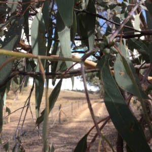 Eucalyptus nortonii at QPRC LGA - 24 Feb 2018 04:01 PM