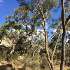 Eucalyptus stellulata (Black Sally) at Googong, NSW - 24 Feb 2018 by alexwatt