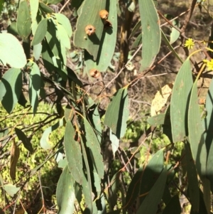 Eucalyptus stellulata at Googong, NSW - 24 Feb 2018