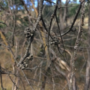 Eucalyptus stellulata at Googong, NSW - 24 Feb 2018
