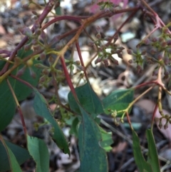 Eucalyptus polyanthemos (Red Box) at Googong, NSW - 8 Mar 2018 by alex_watt
