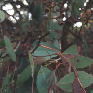 Eucalyptus polyanthemos at QPRC LGA - 8 Mar 2018