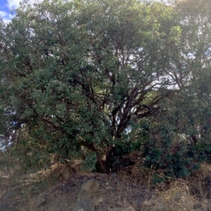 Eucalyptus polyanthemos at Googong, NSW - 8 Mar 2018