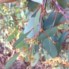 Eucalyptus polyanthemos at QPRC LGA - 8 Mar 2018