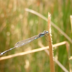 Austrolestes leda (Wandering Ringtail) at Woodstock Nature Reserve - 5 Mar 2018 by MatthewFrawley