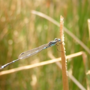 Austrolestes leda at Belconnen, ACT - 5 Mar 2018