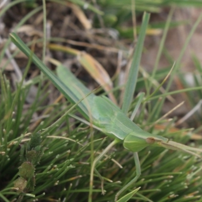 Acrida conica (Giant green slantface) at Gundaroo, NSW - 1 Feb 2018 by MaartjeSevenster