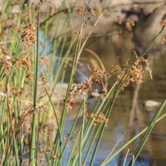 Schoenoplectus validus (River Club-rush) at Molonglo River Reserve - 18 Feb 2018 by michaelb