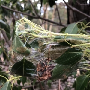 Dichocrocis clytusalis at Majura, ACT - 5 Mar 2018