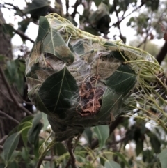 Dichocrocis clytusalis at Majura, ACT - 5 Mar 2018