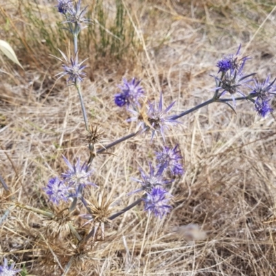 Eryngium ovinum (Blue Devil) at Jerrabomberra Grassland - 2 Mar 2018 by SodaSav