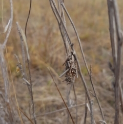 Psychidae (family) IMMATURE (Unidentified case moth or bagworm) at Jerrabomberra Grassland - 2 Mar 2018 by SodaSav