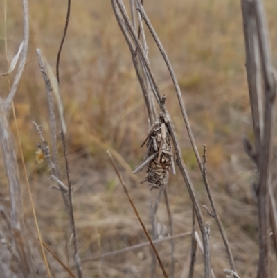 Psychidae (family) IMMATURE (Unidentified case moth or bagworm) at Jerrabomberra Grassland - 2 Mar 2018 by SodaSav