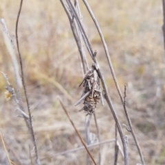 Psychidae (family) IMMATURE at Hume, ACT - 2 Mar 2018