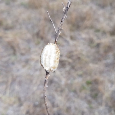 Mantodea (order) (Unidentified praying mantis) at Jerrabomberra Grassland - 2 Mar 2018 by SodaSav