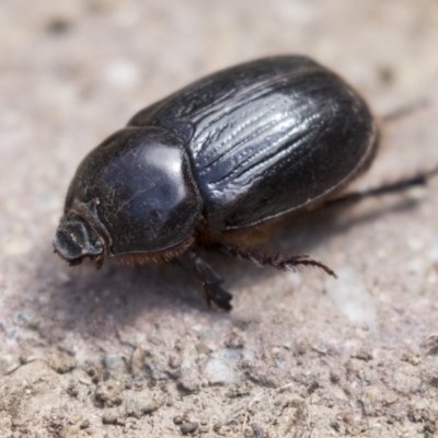 Heteronychus arator (African black beetle) at Higgins, ACT - 5 Mar 2018 by Alison Milton