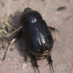 Heteronychus arator at Higgins, ACT - 5 Mar 2018