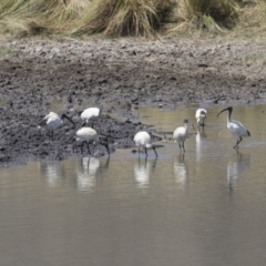 Threskiornis molucca (Australian White Ibis) at Lanyon - northern section A.C.T. - 4 Mar 2018 by AlisonMilton