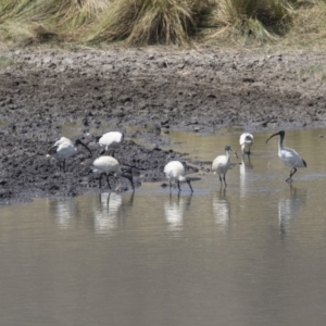 Threskiornis molucca at Tuggeranong DC, ACT - 4 Mar 2018