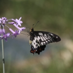 Papilio anactus (Dainty Swallowtail) at Higgins, ACT - 5 Mar 2018 by AlisonMilton