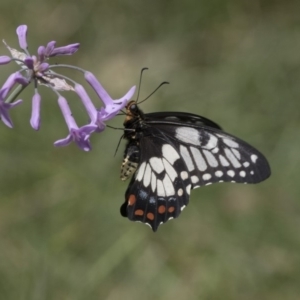Papilio anactus at Higgins, ACT - 5 Mar 2018