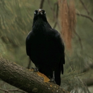 Corvus coronoides at Red Hill, ACT - 5 Mar 2018