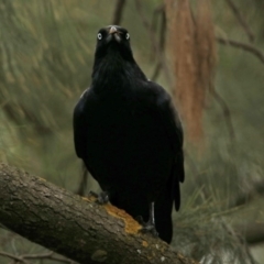 Corvus coronoides (Australian Raven) at Red Hill Nature Reserve - 5 Mar 2018 by RodDeb