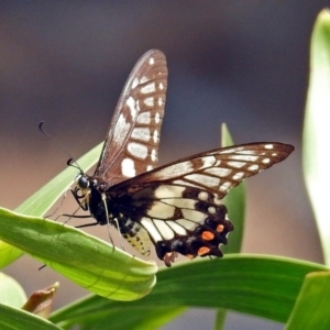 Papilio anactus at Red Hill, ACT - 5 Mar 2018 01:14 PM