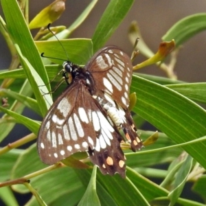 Papilio anactus at Red Hill, ACT - 5 Mar 2018 01:14 PM