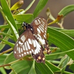 Papilio anactus at Red Hill, ACT - 5 Mar 2018