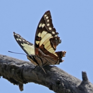 Charaxes sempronius at Red Hill, ACT - 5 Mar 2018 01:13 PM