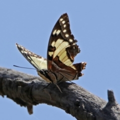 Charaxes sempronius at Red Hill, ACT - 5 Mar 2018 01:13 PM