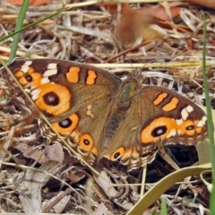 Junonia villida (Meadow Argus) at Garran, ACT - 5 Mar 2018 by RodDeb