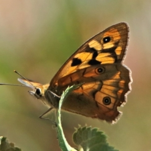 Heteronympha penelope at Red Hill, ACT - 5 Mar 2018