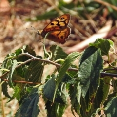 Heteronympha penelope at Red Hill, ACT - 5 Mar 2018