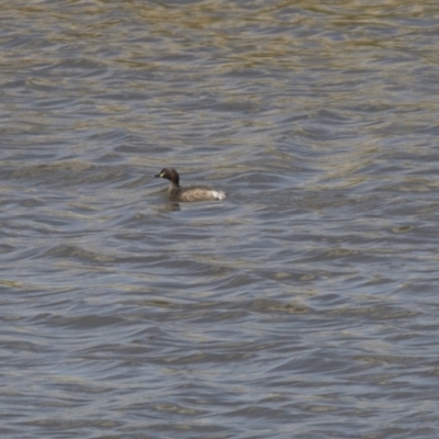 Tachybaptus novaehollandiae (Australasian Grebe) at Lanyon - northern section A.C.T. - 4 Mar 2018 by AlisonMilton